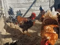 Chickens — फ़ोटो 3