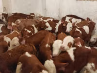 Bulle, Simmental cattle — Foto 4