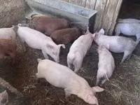 Pigs (batch, sex not specified) — photo 3