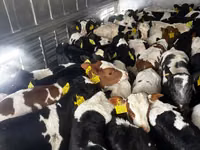 公牛, Simmental cattle — 照片 3