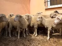 Хуц, Ile-de-France sheep — 1 зураг