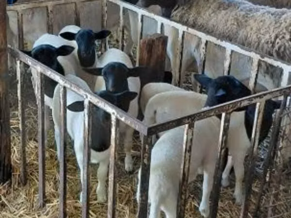 Хуц, Dorper sheep