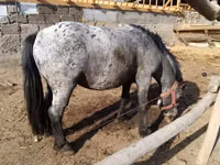 公马, Appaloosa — 照片 1