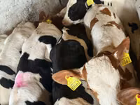 牛只（批次，未指定性别）, Simmental cattle — 照片 6