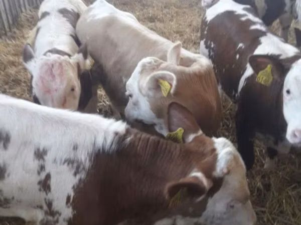 Rinder (Partie, Geschlecht nicht angegeben), Simmental cattle