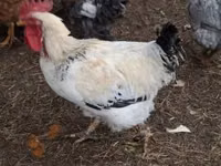 Chickens — 5 зураг