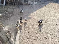 Domestic Muscovy — photo 3