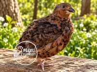 Quails — 照片 5