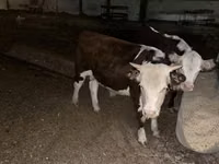 सांड, डेनिश लाल गाय — फ़ोटो 7