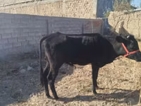 Cow, Cattle — photo 4