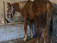 Horses (batch, sex not specified), Horses — photo 2