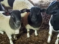 Ram, Dorper sheep — photo 2