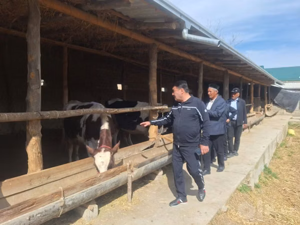 Cattle (batch, sex not specified), Russian Black pied cattle