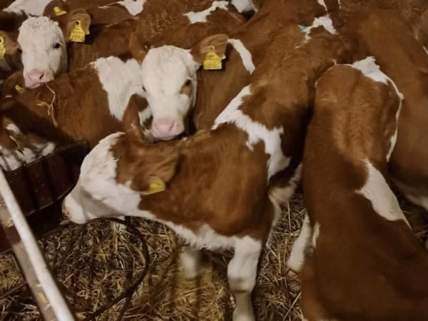 Bulle, Simmental cattle