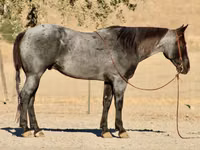 Адуу, Quarter Horse — 1 зураг
