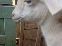 बकरी, Saanen goat — फ़ोटो 8