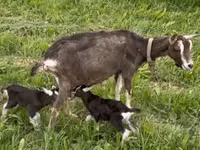 تيس, Toggenburg goat — الصورة 5