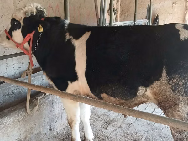 Bulle, Russian Black pied cattle