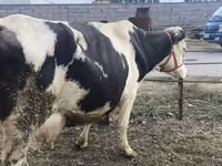 母牛, Holstein breed — 照片 6