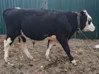 Bulle, Russian Black pied cattle — Foto 1