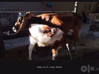 Үнээ, Simmental cattle — 2 зураг