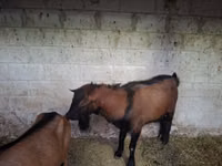 Ямааны ухна, Italian Alpine goat — 1 зураг