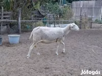 भेड़, Lacaune sheep — फ़ोटो 3