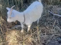बकरी, Saanen goat — फ़ोटो 1