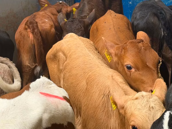 Cattle (batch, sex not specified), Simmental cattle