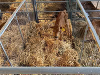 Cattle (batch, sex not specified), Jersey breed — photo 3