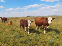 Cattle (batch, sex not specified), Cattle — photo 4