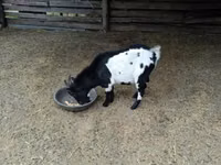 बकरा, Nigerian dwarf goats — फ़ोटो 4