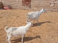 Ямаа, Toggenburg goat — 3 зураг