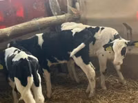 Бух, Russian Black pied cattle — 8 зураг