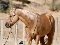 घोड़ा, Quarter Horse — फ़ोटो 7