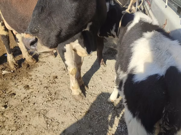 गाय, Russian Black pied cattle