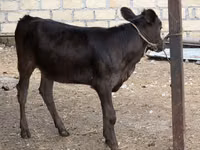 Cow, Cattle — photo 1