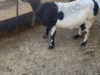 عنزة, Nubian Goat — الصورة 8