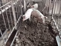 Säue, Schweine — Foto 1