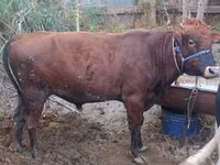 Bull, Cattle — photo 4