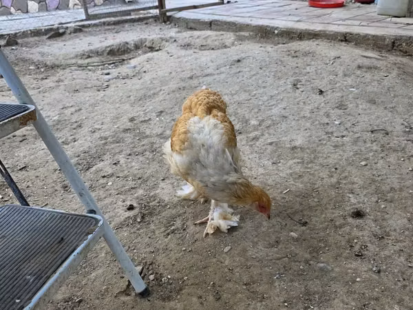 براهما