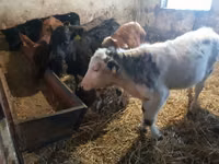 Cattle (batch, sex not specified), Cattle — photo 1
