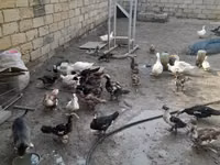 German Pekin — photo 2