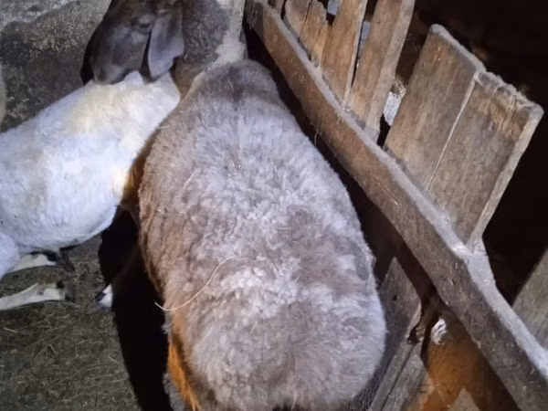 نعجة, Adal sheep