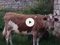 Cow, Red-spotted breed — photo 6