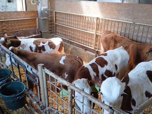 公牛, Simmental cattle