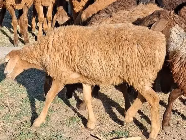 母骆驼, Camels
