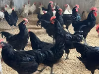 Australorp — Foto 3