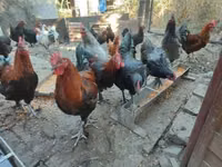 Marans — photo 5