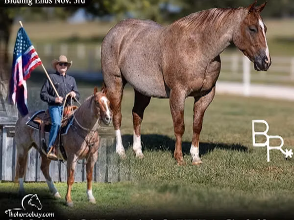 Адуу, Quarter Horse